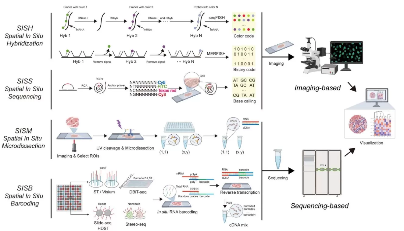 Overview of the four main spatial transcriptomics methods